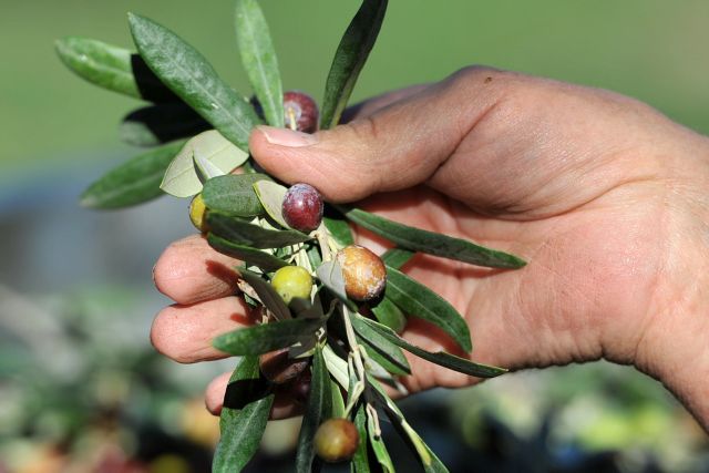 Στους 350.000 τόνους εκτιμάται ότι θα ανέλθει εφέτος η παραγωγή ελαιολάδου