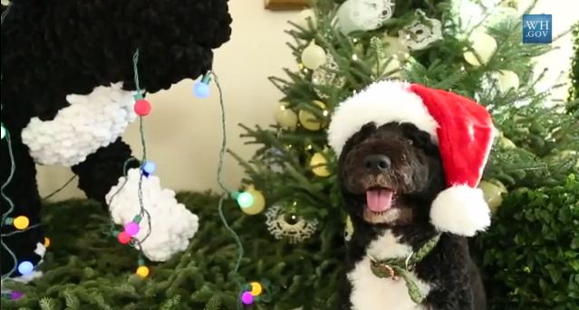 Ο προεδρικός σκύλος επιθεωρεί το χριστουγεννιάτικο ντεκόρ του Λευκού Οίκου