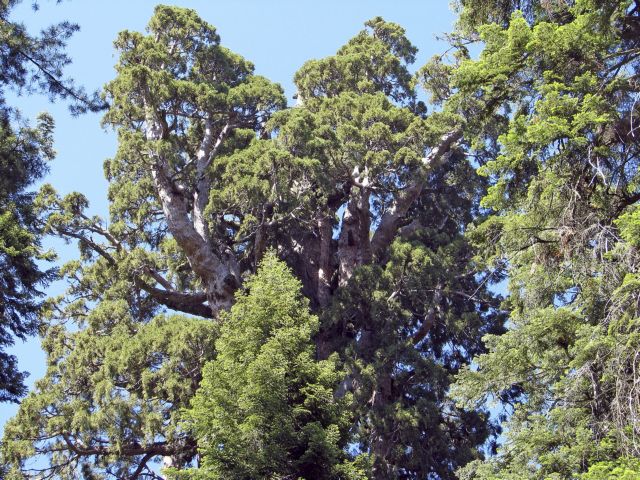 Τρεις χιλιετίες μετά, τα μεγαλύτερα δέντρα του κόσμου συνεχίζουν να μεγαλώνουν