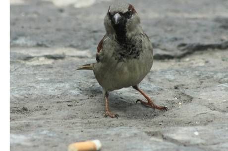 Σπουργίτια χρησιμοποιούν αποτσίγαρα για να διώξουν τα παράσιτα