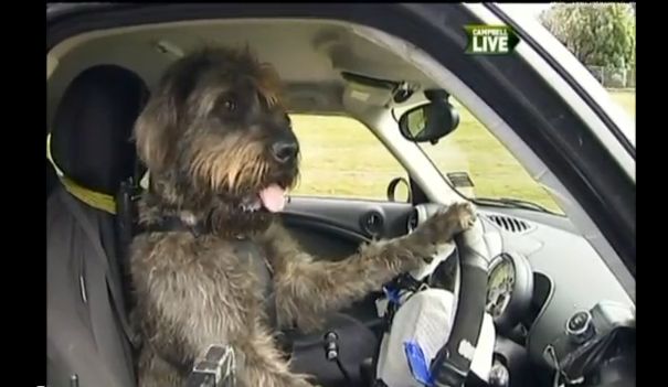 Πατούσα στο γκάζι και… φύγαμε, σκύλοι μαθαίνουν να οδηγούν αυτοκίνητο