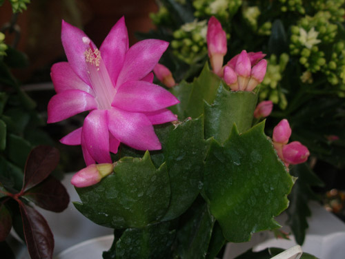 Υλικά από τη φύση  για τον χριστουγεννιάτικο διάκοσμο