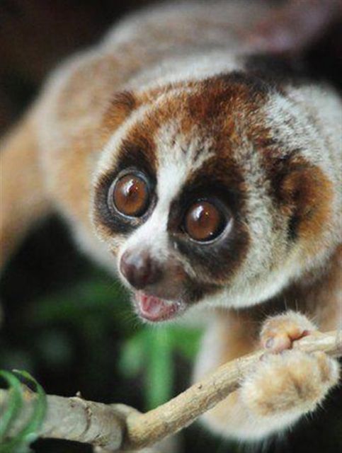 Νέο είδος κερκοπίθηκου ανακαλύφθηκε στη ζούγκλα της Βόρνεο