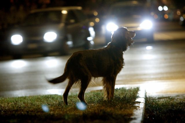 Υποχρεωτική στην Ιταλία η βοήθεια σε ζώο - θύμα τροχαίου ατυχήματος