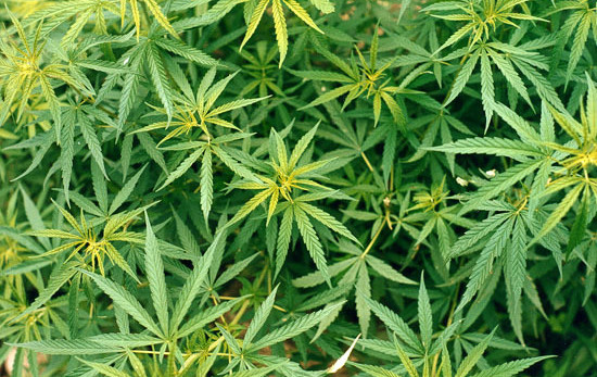 Συνελήφθη 36χρονος που πωλούσε ναρκωτικά σε μαθητές μέσω Internet