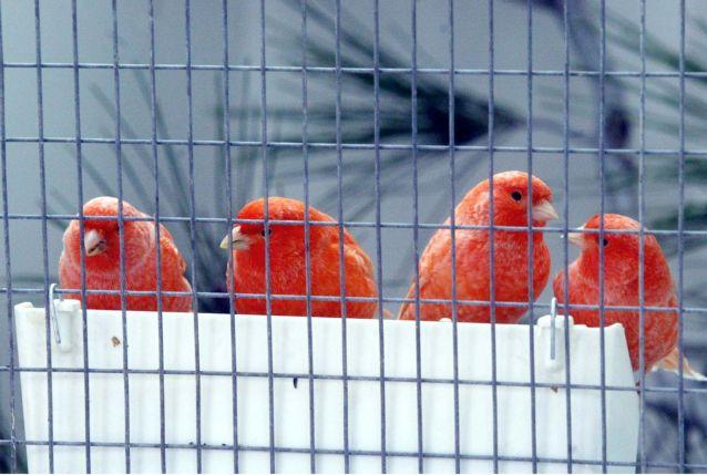 «Φτερά» έκαναν 500 ωδικά πτηνά στην Αρτέμιδα