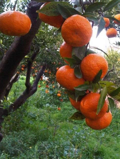 To «μανταρίνι Χίου» αναγνωρίζεται προϊόν Προστατευμένης Γεωγραφικής Ένδειξης