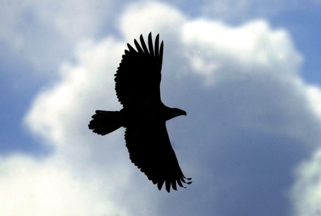 Χρυσαετός άρπαξε παιδάκι σε πάρκο του Μόντρεαλ