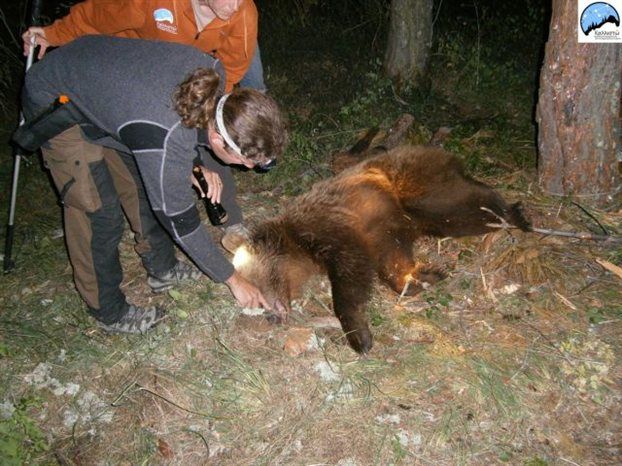 Με τους ανθρώπους ήθελε να ξεχειμωνιάσει η αρκούδα Ίρμα στην Καστοριά