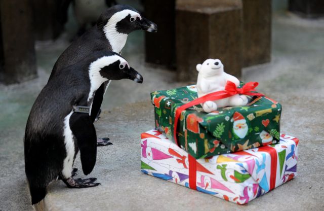 Σκύλοι, πιγκουίνοι και λιοντάρια σε ένα χριστουγεννιάτικο φωτορεπορτάζ