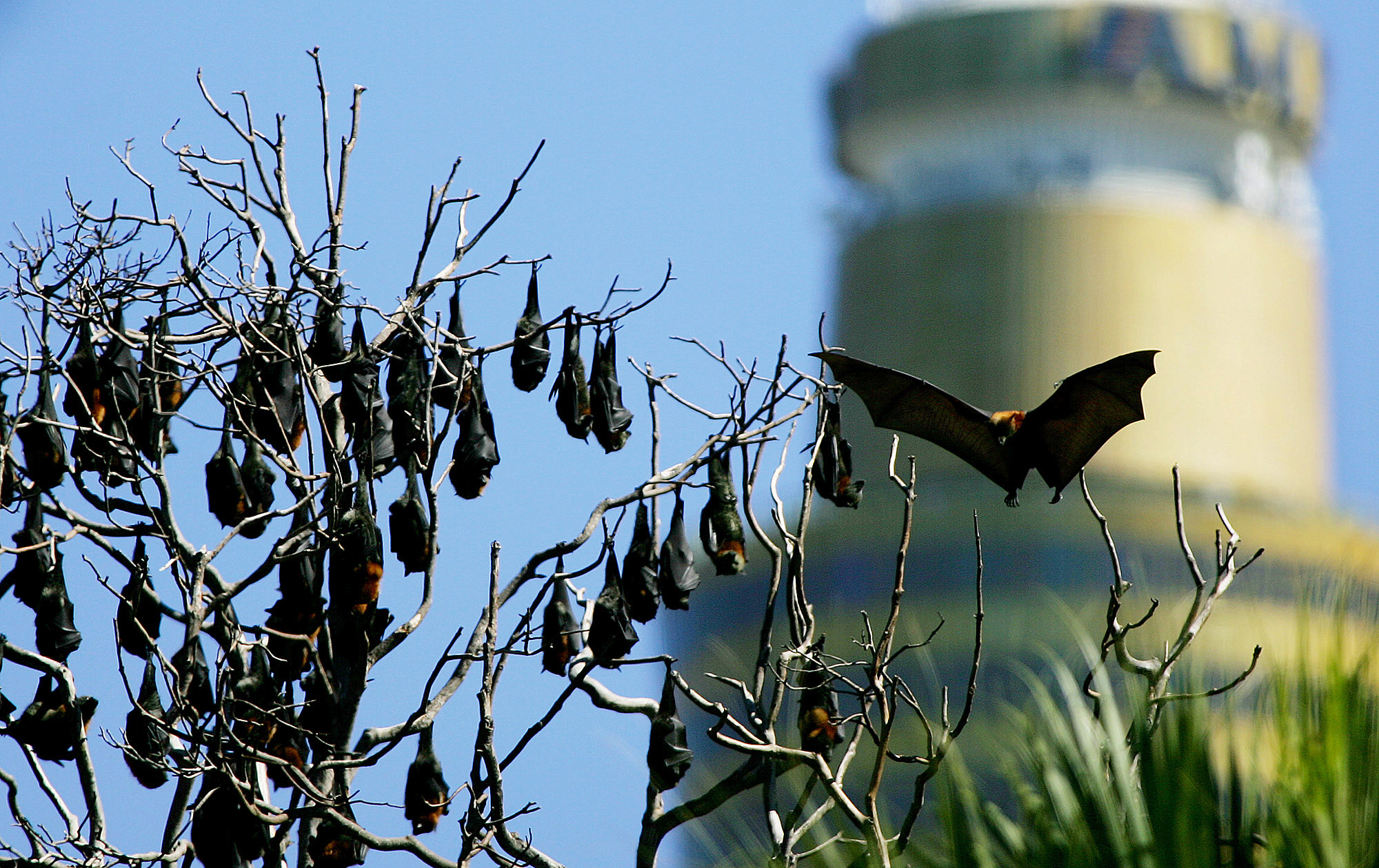 Μυστικά μακροζωίας και ανοσίας «κρύβουν» οι νυχτερίδες