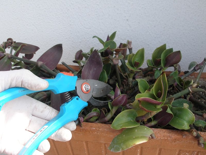 Κλαδεύω τα φυτά μου τον χειμώνα