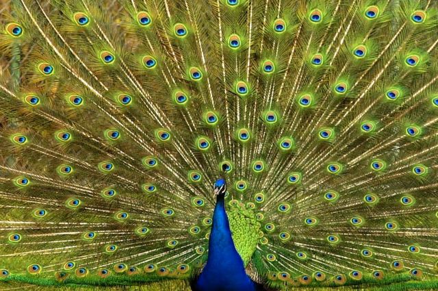 Ορισμένοι δεινόσαυροι «επεδείκνυαν τις ουρές τους σαν παγόνια»