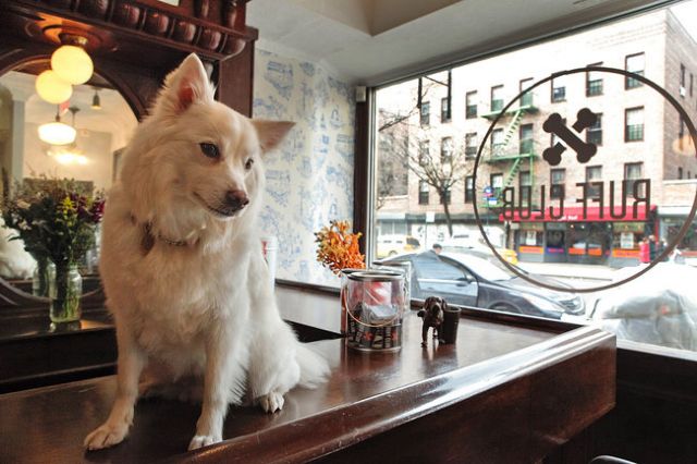 Κλαμπ για σκύλους άνοιξε τις πύλες του στη Νέα Υόρκη