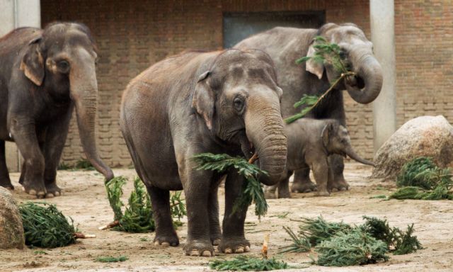 Χριστουγεννιάτικα δέντρα, ιδανική τροφή για ελέφαντες