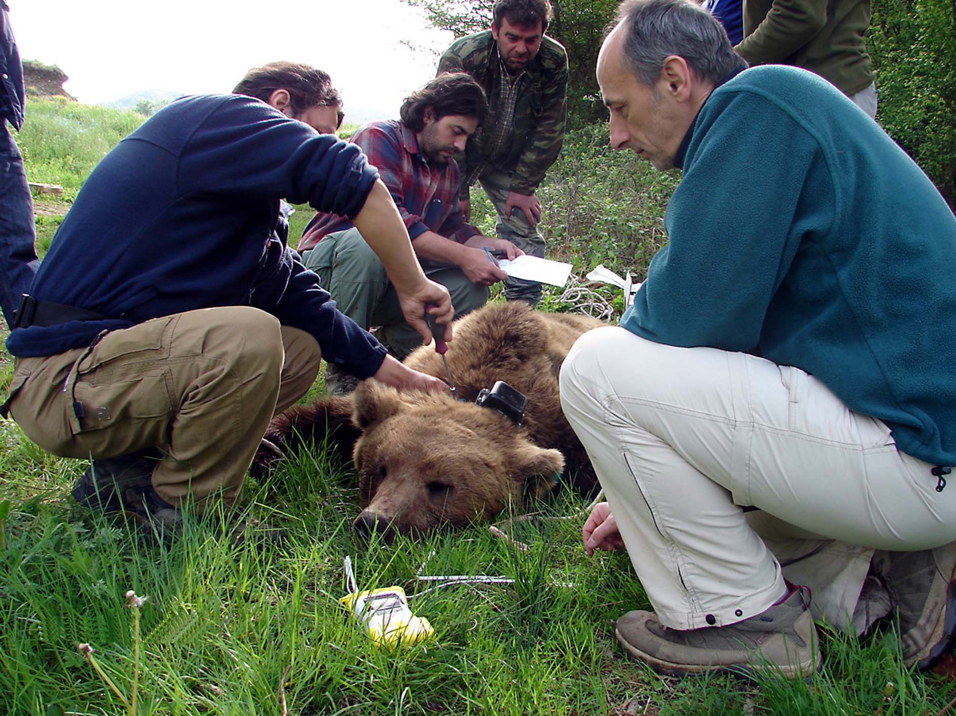 Φράχτης για την προστασία της αρκούδας κατασκευάζεται στην Εγνατία Οδό