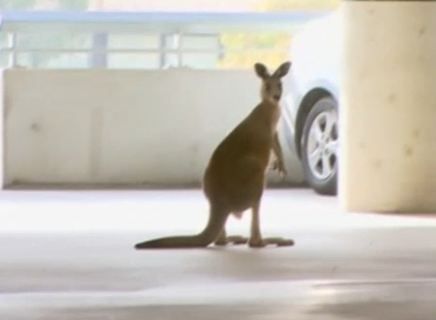 Βόλτα στο πάρκινγκ του αεροδρομίου της Μελβούρνης έκανε ένα καγκουρό