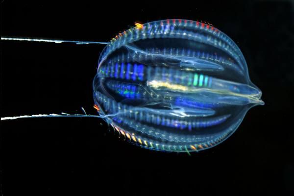 Τελικά οι σπόγγοι ίσως δεν ήταν τα πρώτα είδη του ζωικού βασιλείου