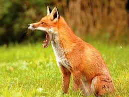 Πρόγραμμα για την καταπολέμηση της λύσσας προωθούν οι αρμόδιες Αρχές