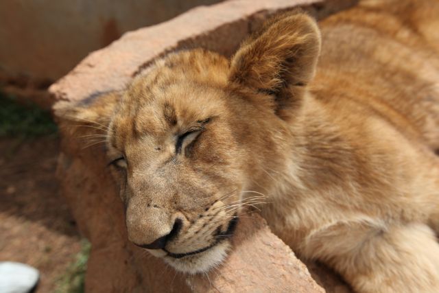 Χωρίς λιοντάρια κινδυνεύει να μείνει η Αφρική