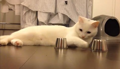 Γάτος αυθεντία στα παιχνίδια μνήμης επιδεικνύει το ταλέντο του