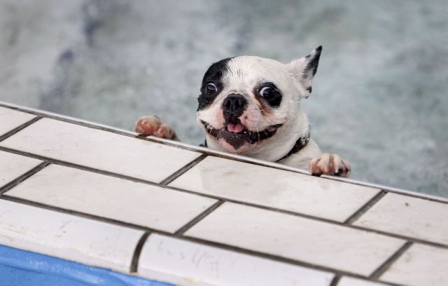 Σαρώνει στο Διαδίκτυο βίντεο που δείχνει κουφό σκύλο να… χορεύει μπλουζ