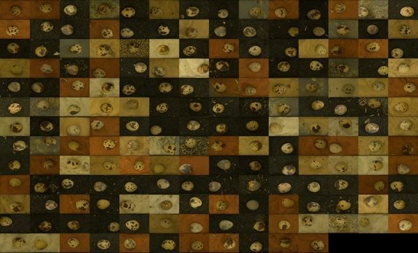 Τα ορτύκια αποδεικνύονται μετρ του καμουφλάζ