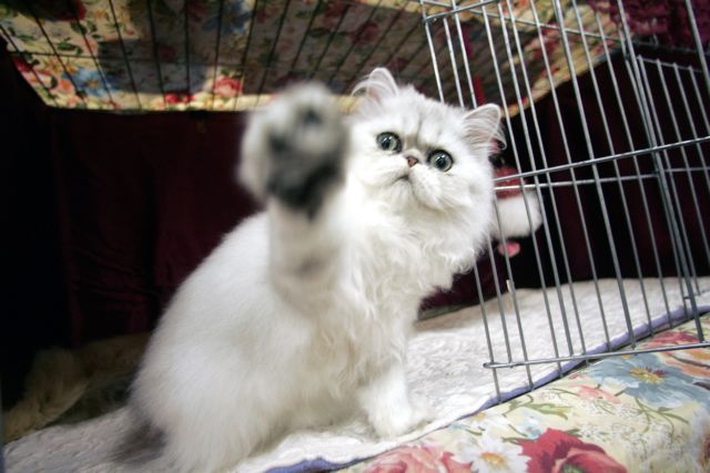 Γάτος-επενδυτής αποκόμισε μεγαλύτερα κέρδη από επαγγελματίες