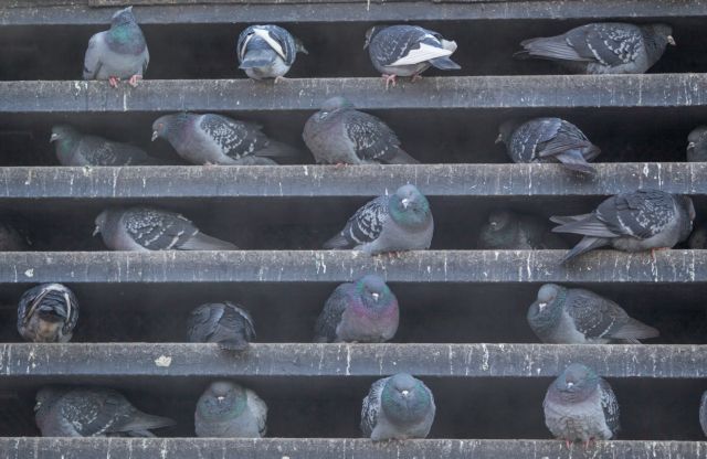 Σε… κιβωτό του Νώε είχε μετατρέψει το σπίτι του ένας άνδρας στο Οχάιο των ΗΠΑ