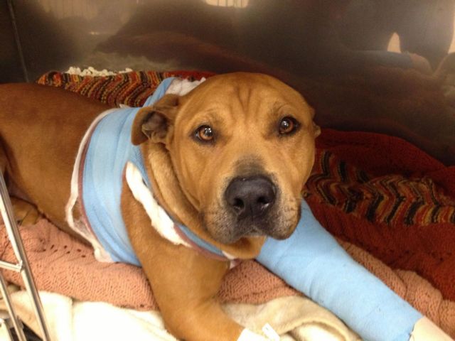 Ο Φίλι εγκαταλείφθηκε πληγωμένος, αλλά τον έσωσε η LAPD