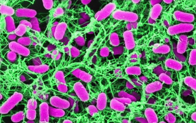 Ωφέλιμα βακτήρια του εντέρου «προλαμβάνουν το νεανικό διαβήτη»