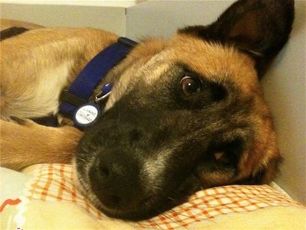 Ο Μάνθος είναι ένας ημίαιμος και ψάχνει επειγόντως σπίτι