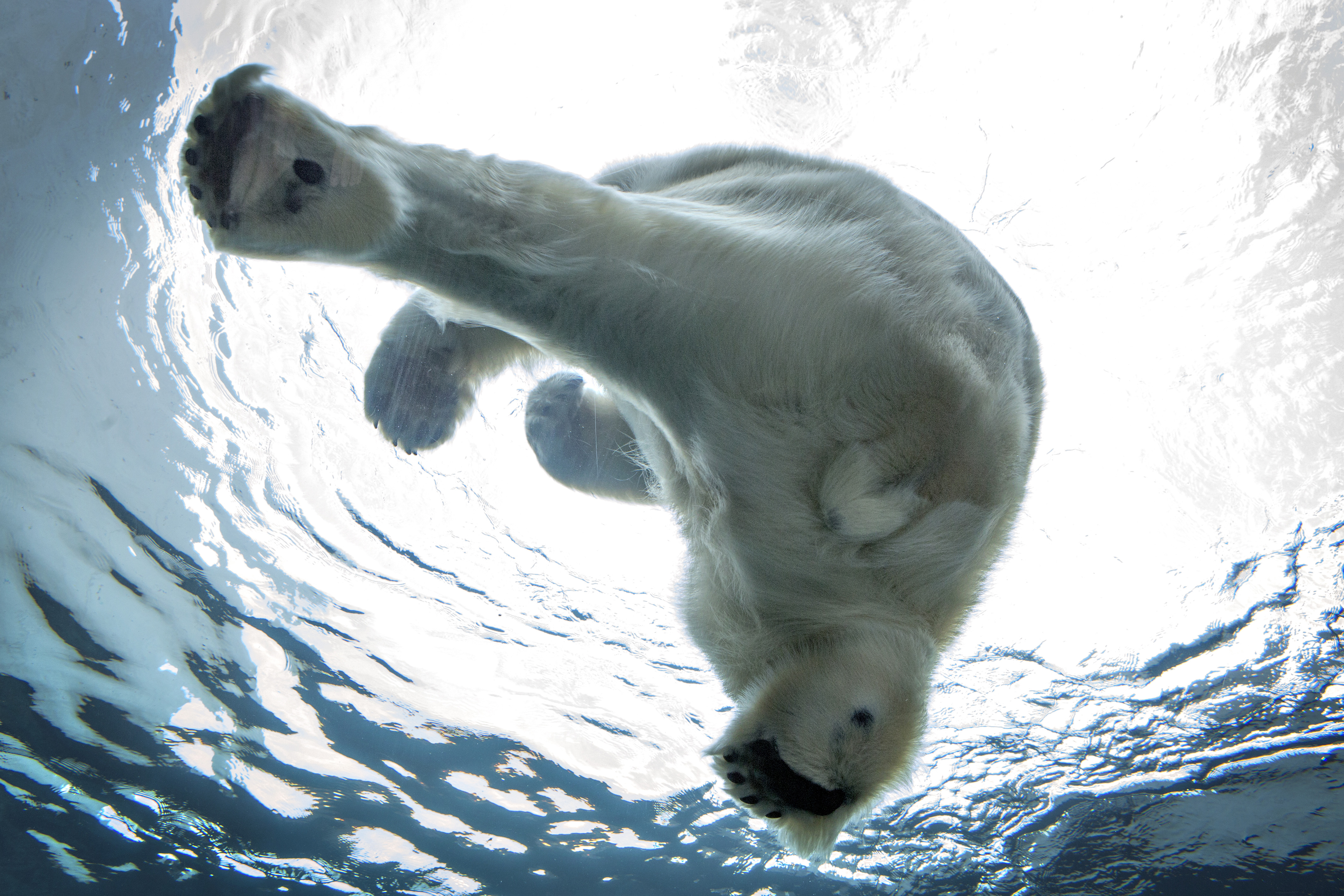 Πολικές αρκούδες απολαμβάνουν τις βουτιές τους στον ζωολογικό κήπο της Κοπεγχάγης