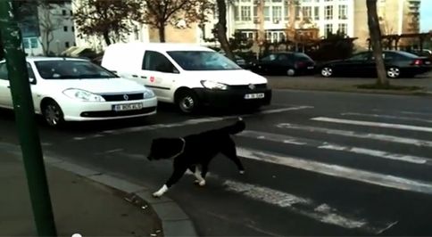 Αδέσποτοι σκύλοι «επιστρατεύονται» σε εκστρατεία για την ασφάλεια των πεζών