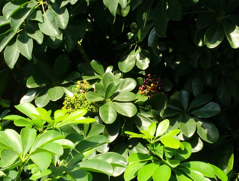 Πως φροντίζω τα φυτά εσωτερικού χώρου