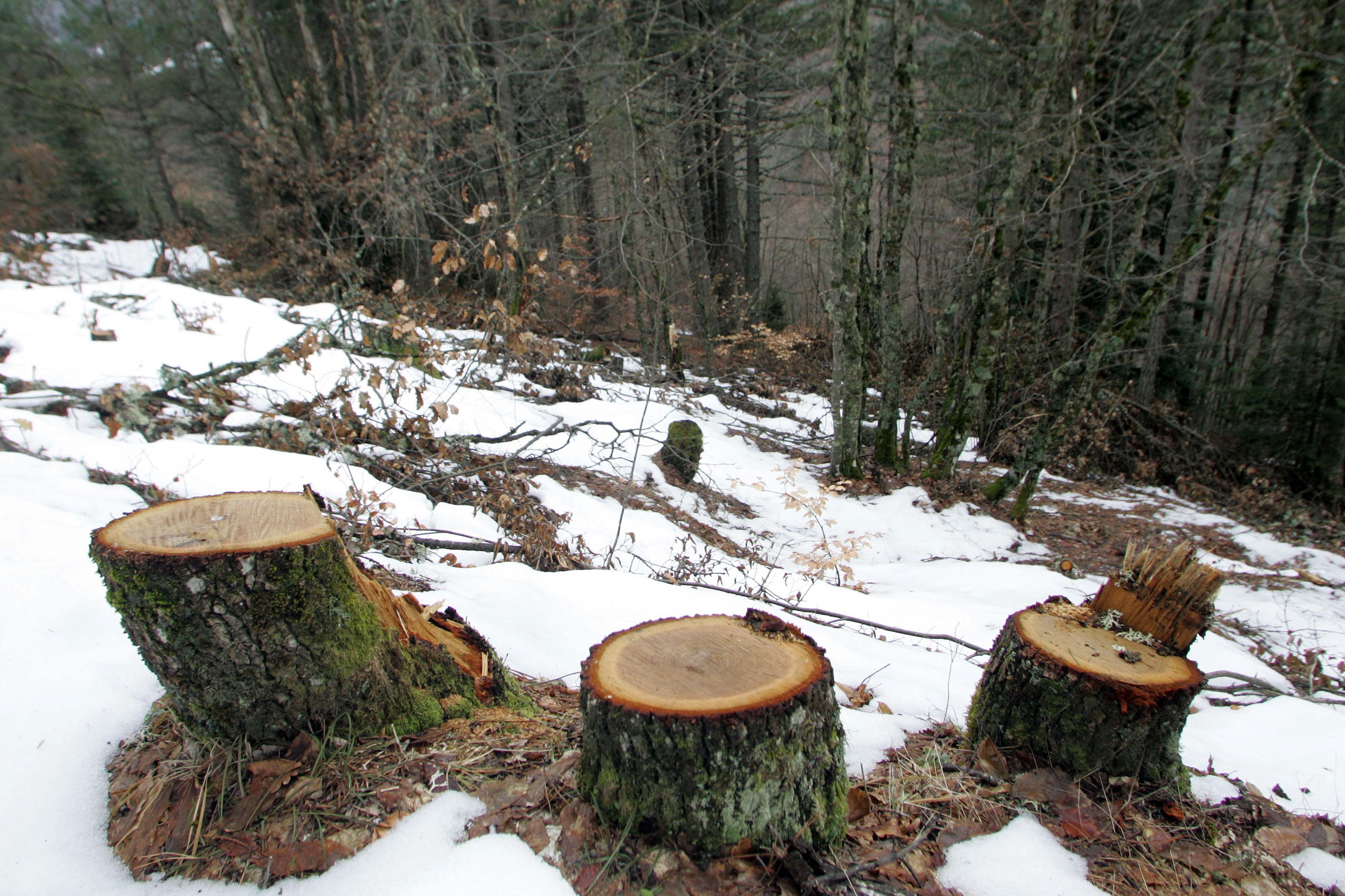 YΠΕΚΑ: Ειδικό πρόγραμμα «Πρόληψης Λαθροϋλοτομιών 2013»