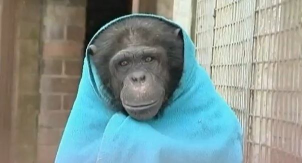 Χιμπαντζής στη χιονισμένη Ουαλία αρνείται να αποχωριστεί την κουβέρτα του