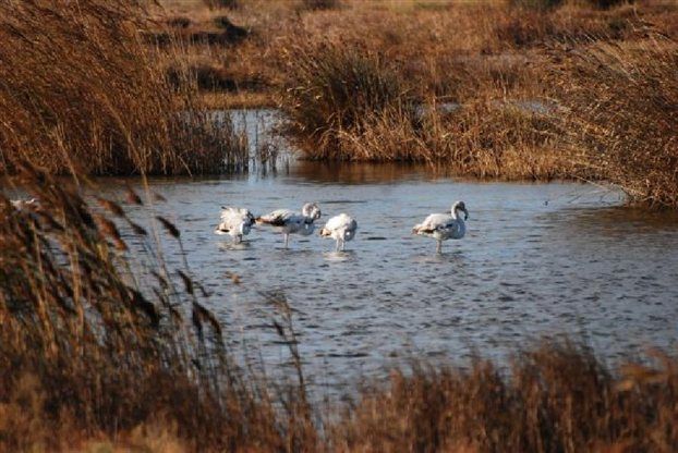Γερανοί, φλαμίνγκο και βουβόκυκνοι στο Δέλτα Αξιού – Αλιάκμονα