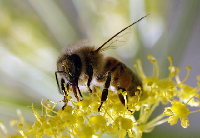 Περιορισμό της χρήσης εντομοκτόνων που βλάπτουν τις μέλισσες ζητά η Κομισιόν