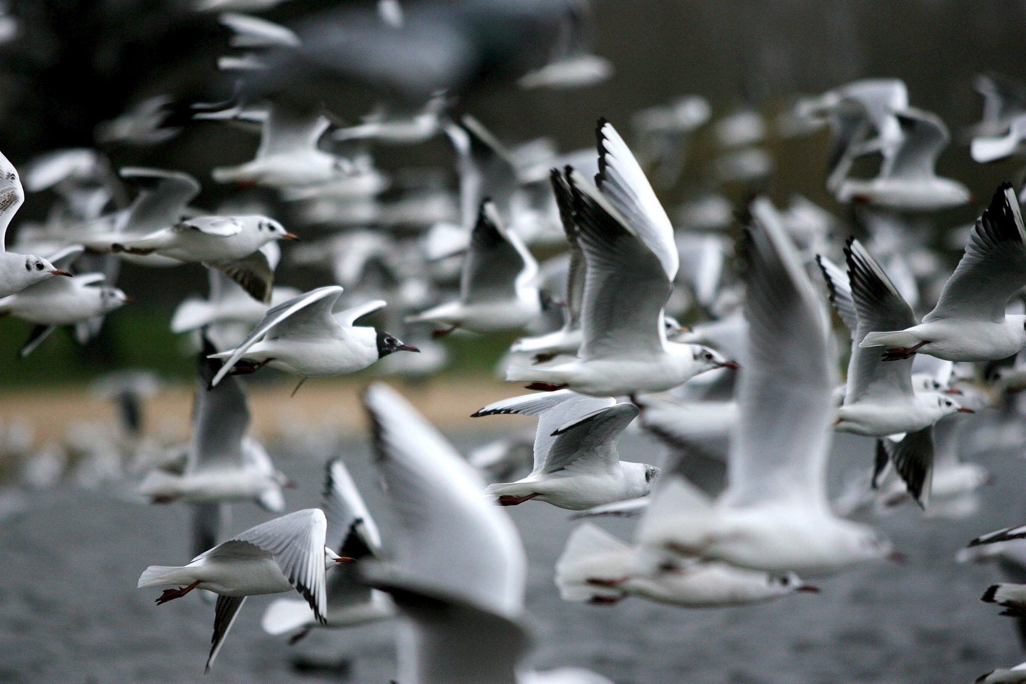 Εκατοντάδες πουλιά καλυμμένα με κολλώδες υλικό εντοπίστηκαν στη Βρετανία