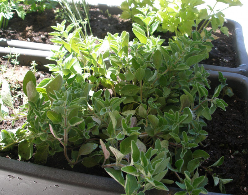 Έρχονται οι «Κηπουροί» με συμβουλές και λύσεις