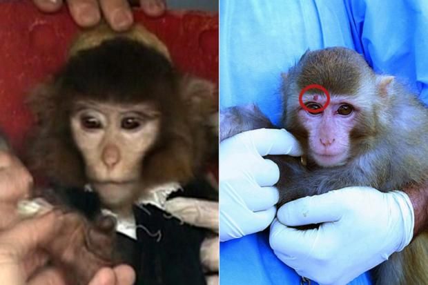 «Μαϊμού» η ιρανική εκτόξευση πιθήκου στο Διάστημα, υποψιάζονται αναλυτές