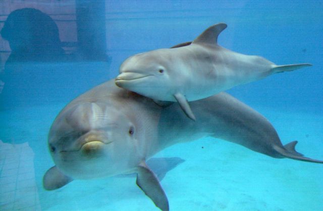 Μωρό δελφίνι οδήγησε ένα ολόκληρο κοπάδι στη σωτηρία