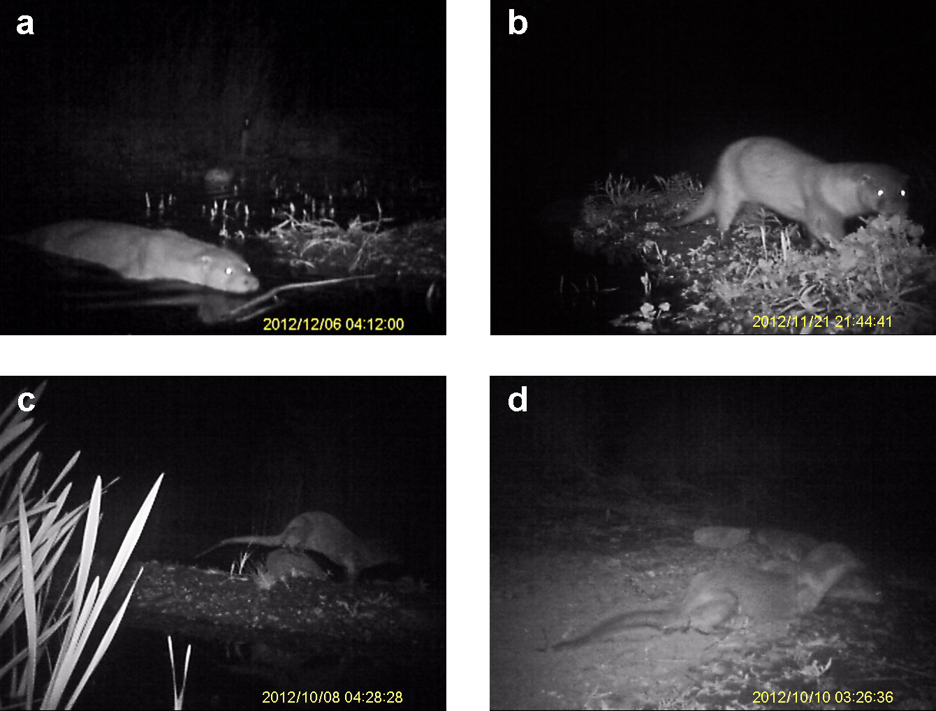 Υπέρυθρες κάμερες παρακολουθούν τις λιγοστές βίδρες της Ελλάδας