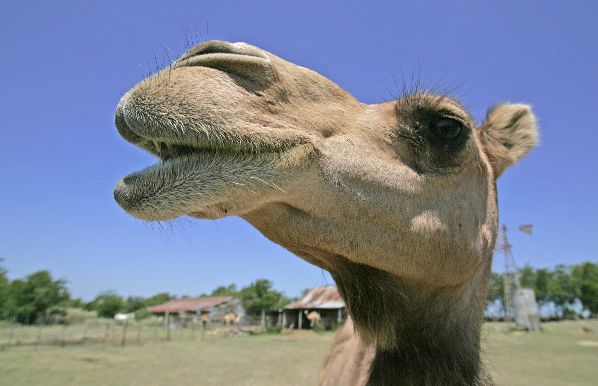 Καμήλα βγήκε δύο φορές στους δρόμους της Καλιφόρνια σε αναζήτηση παρέας