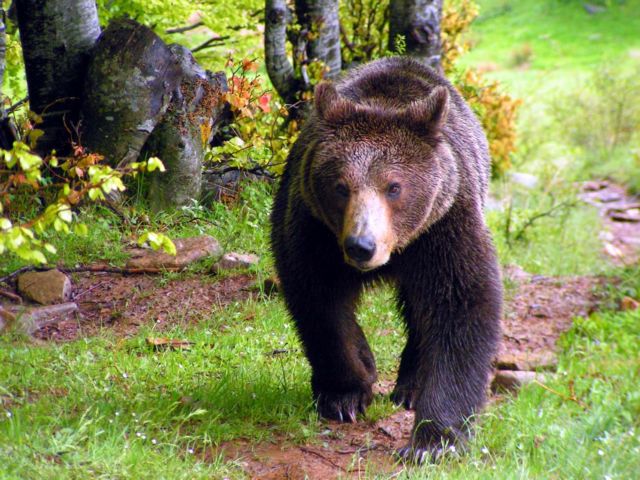 Ακόμα ένα αρκουδάκι σκοτώθηκε διασχίζοντας την Εγνατία