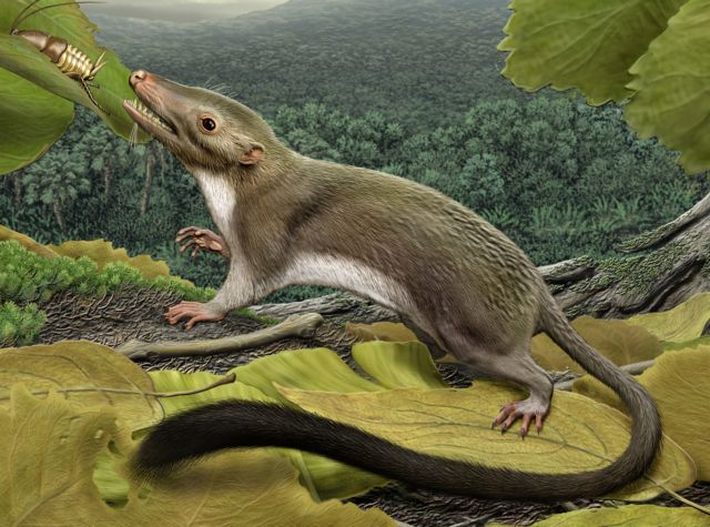 Πάνω στις στάχτες των δεινόσαυρων, το πρώτο πλακουντοφόρο θηλαστικό