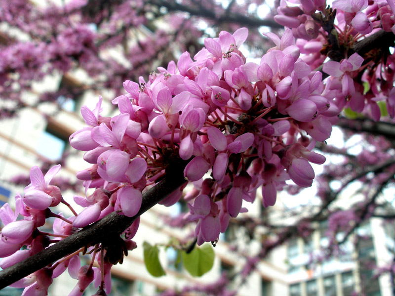 Πανέμορφη κουτσουπιά για μικρούς και μεγάλους κήπους