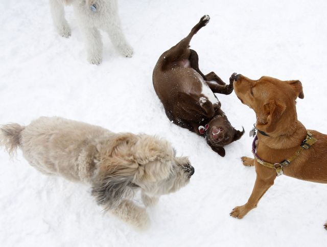 Οι φωτογραφίες της ημέρας (10 Φεβρουαρίου 2013)
