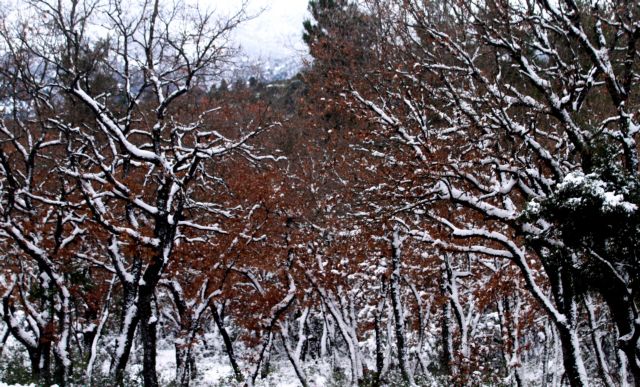 Χιόνια αναμένονται το βράδυ της Πέμπτης στην Πάρνηθα